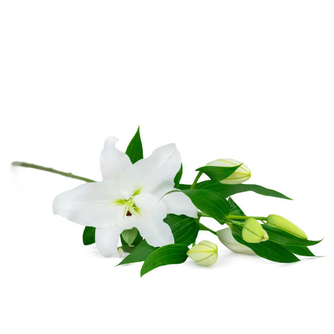 Lily on request